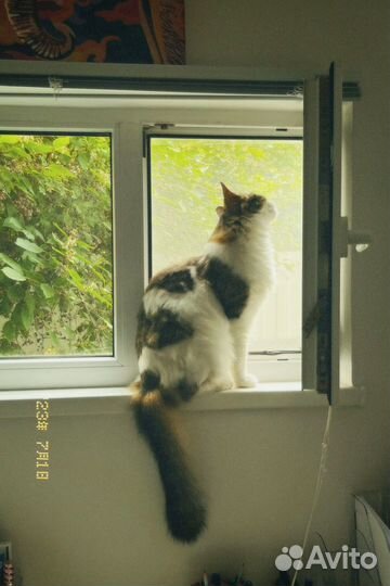 Кот в добрые руки