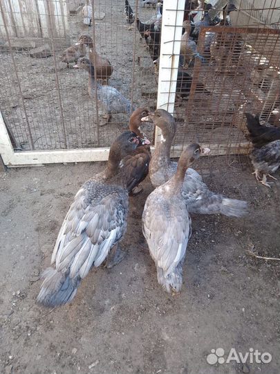 Мускусные утки на племя