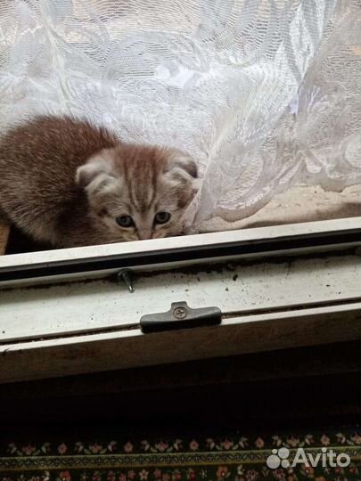 Вислоухие котята
