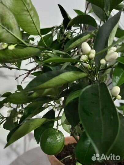 Апельсин вашингтон дерево 6,5 лет