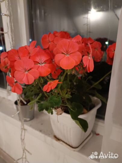 Герань пеларгония в горшке