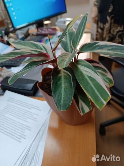 Продаются цветы