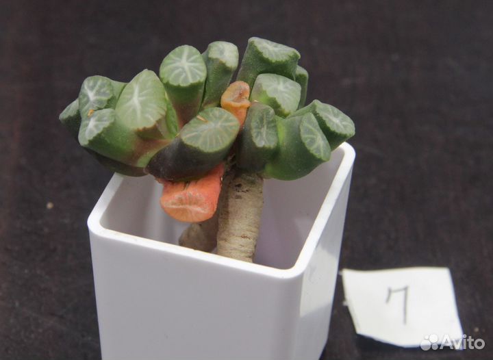 Редкие суккуленты haworthia maughanii