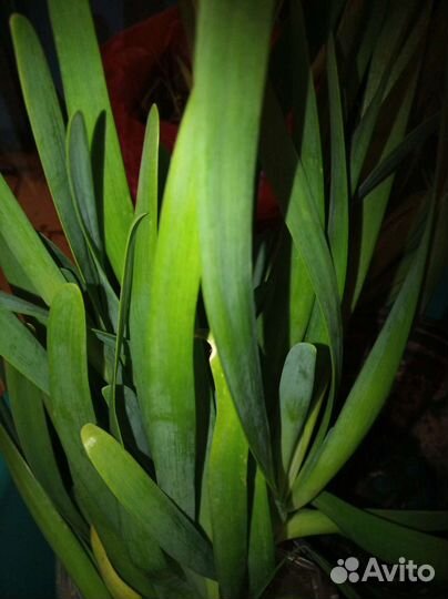 Примула, цветы многолетники