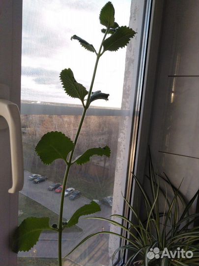 Лимонная мята