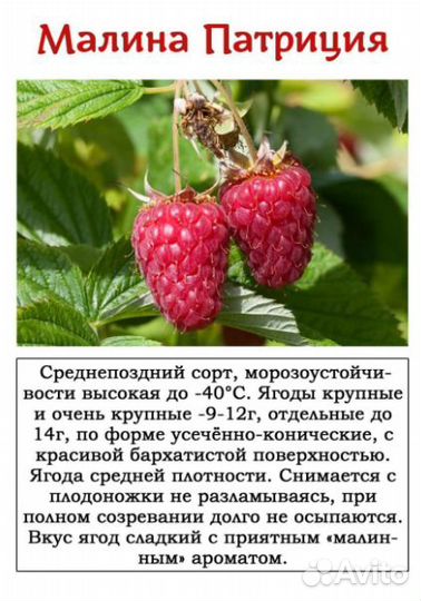 Саженцы малины