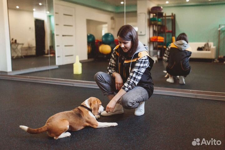 Кинолог. Дрессировка собак