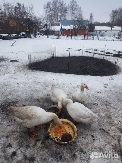 Гнездо гусей