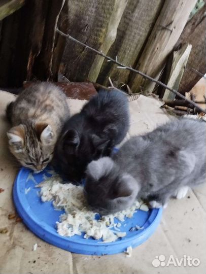 Шотландская