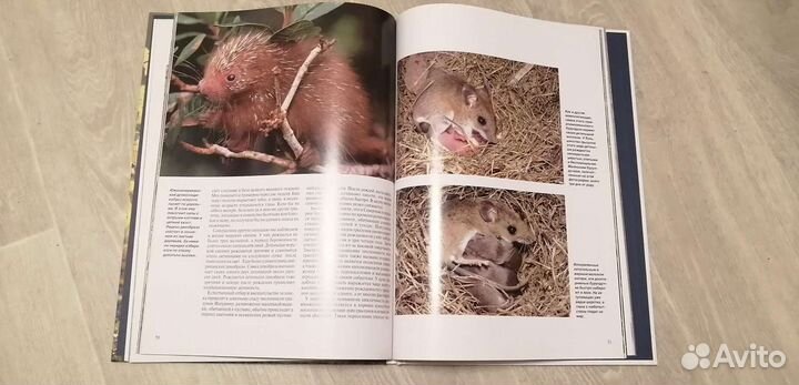 Большие кошки, насекомые, бобры, серия книг