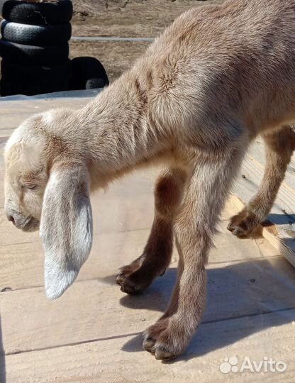 Козочка, обмен