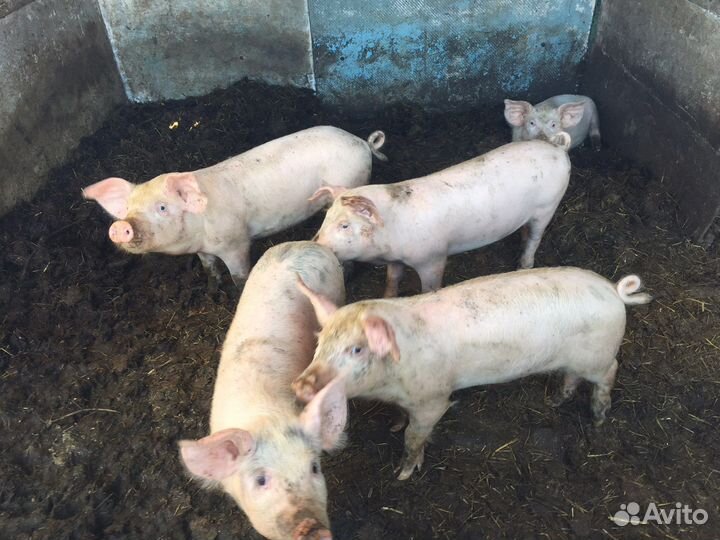 Поросята