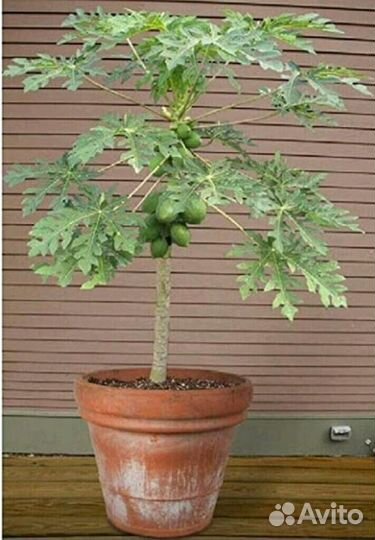 Папайя растение