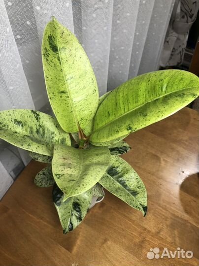 Фикус Шривериана