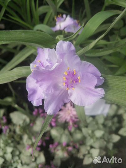 Многолетние цветы и кустарники