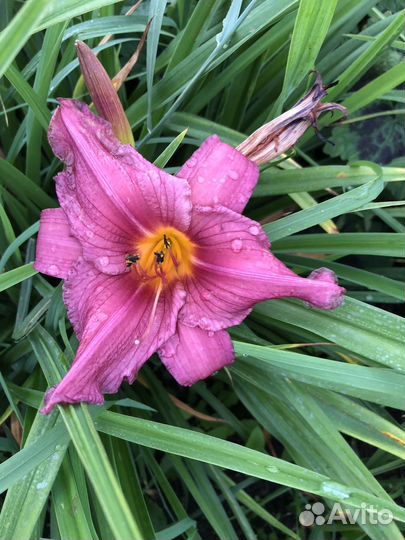 Лилейники сортовые