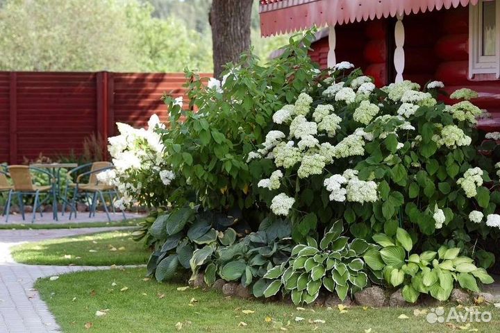 Гортензия древовидная,Анабель