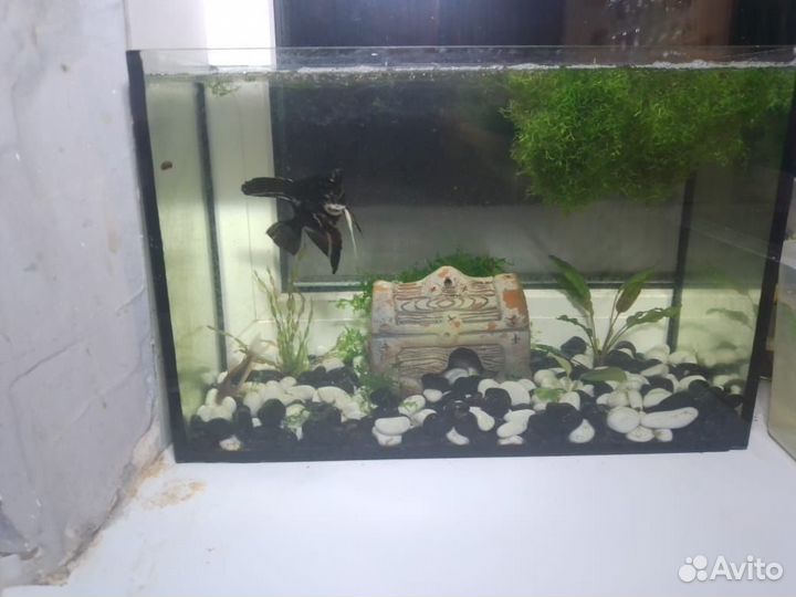 Аквариум
