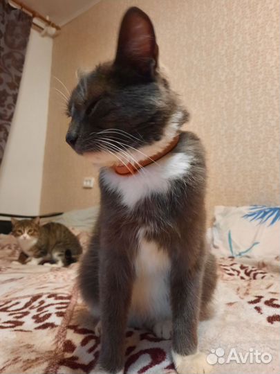 Кошка