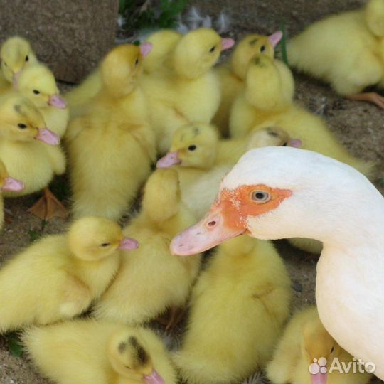 Утята индоутки