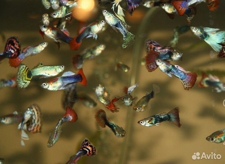 Аквариумные рыбки гуппи, ампулярии, анцитрусы