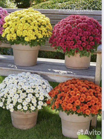 Хризантема шаровидная мультифлора