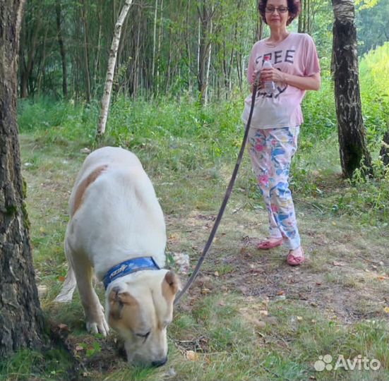 Алабай в добрые руки