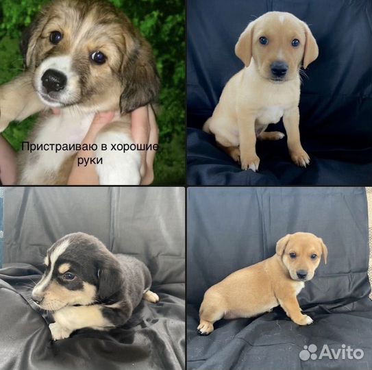 Собаки