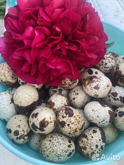 Яйца перепелиные