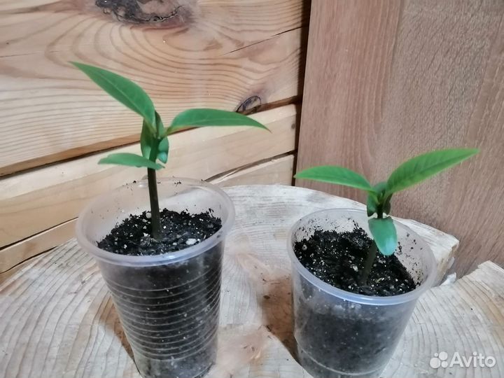 Растение плюмерия