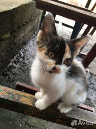 Кошки в добрые руки бесплатно