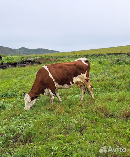 Коровы и бык