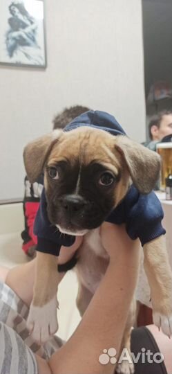 Продам щенка