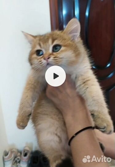 Золотой пухляш Рикки из питомника