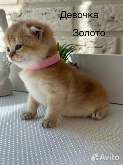 Шотландские котята