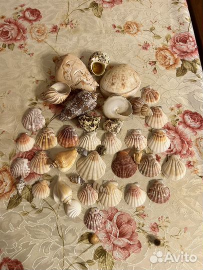 Морские ракушки раковины