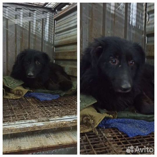 Собака в дар