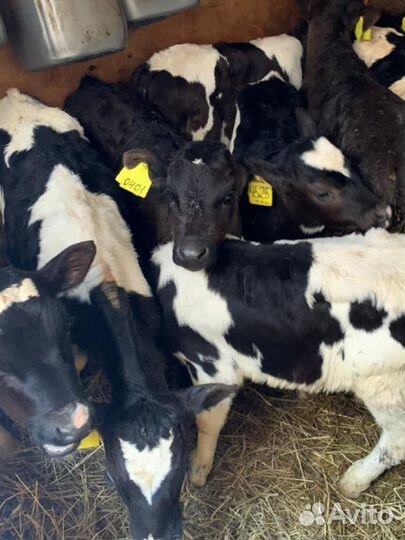 Телята, Бычки и телки