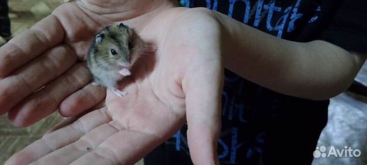 Джунгарский хомяк