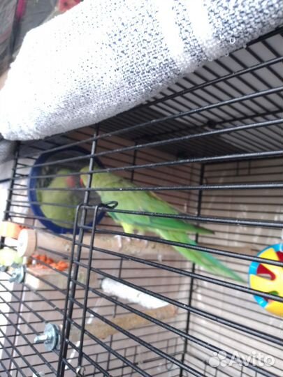 Попугай ожереловый