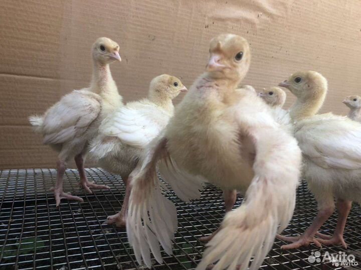 Индюшата биг6, Хайбрит конвектор, бройлер кобб500