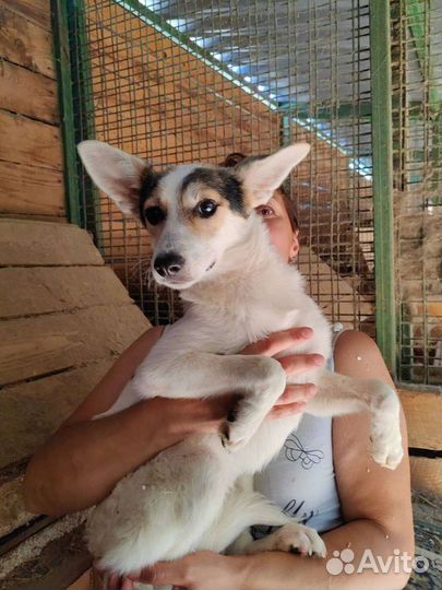 Собака щенок из приюта