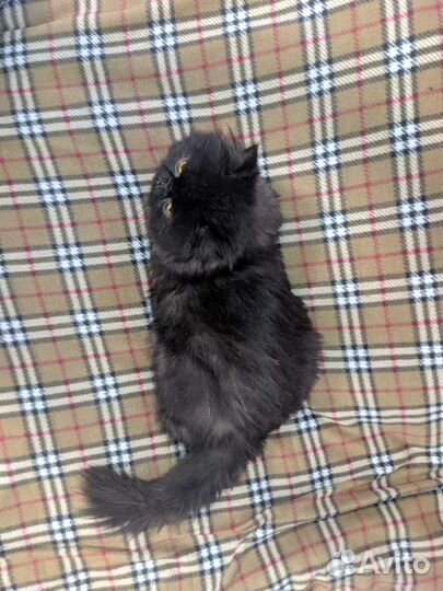 Персидская