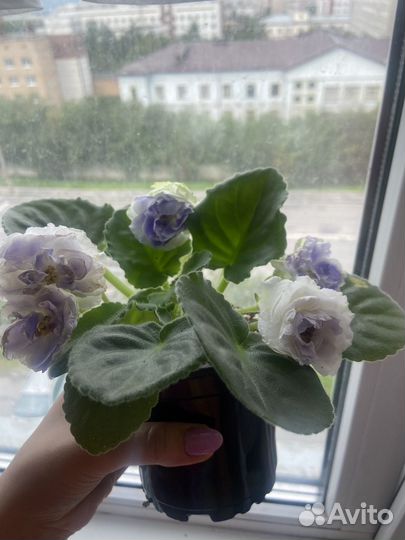 Сортовые фиалки