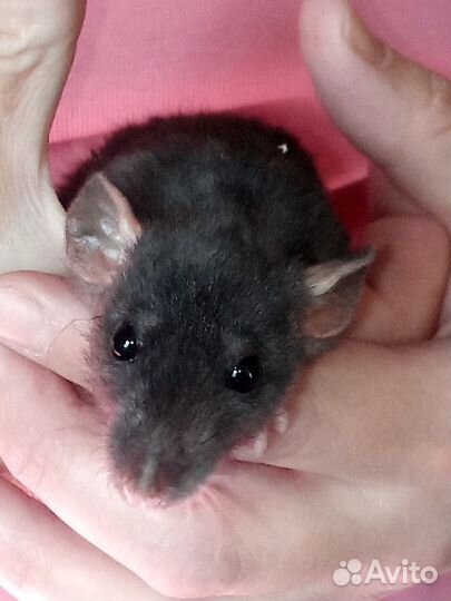 Крысята дамбо, доставка бесплатно