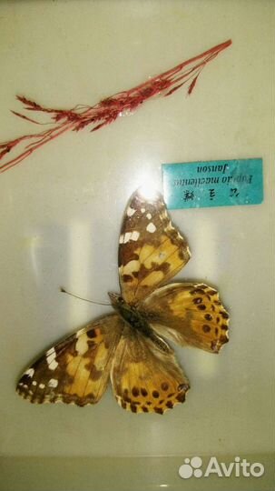 Рамка для фото с бабочкой