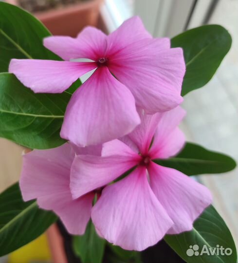 Катарантус розовый (барвинок)