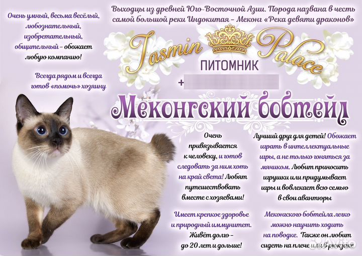 Котята меконгские бобтейлы