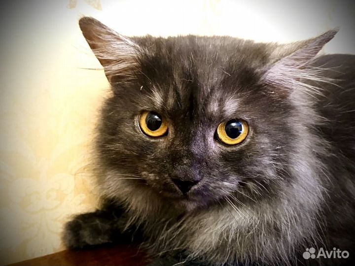 Котик Маркиз ищет семью