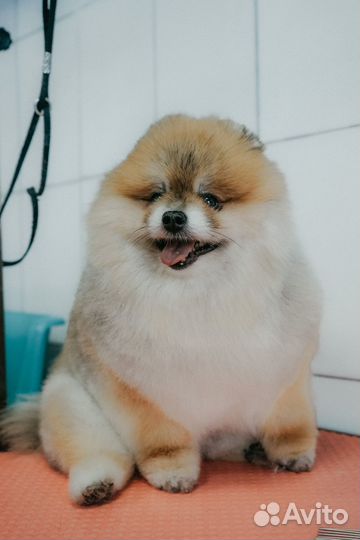 Стерилизация кошки или собаки